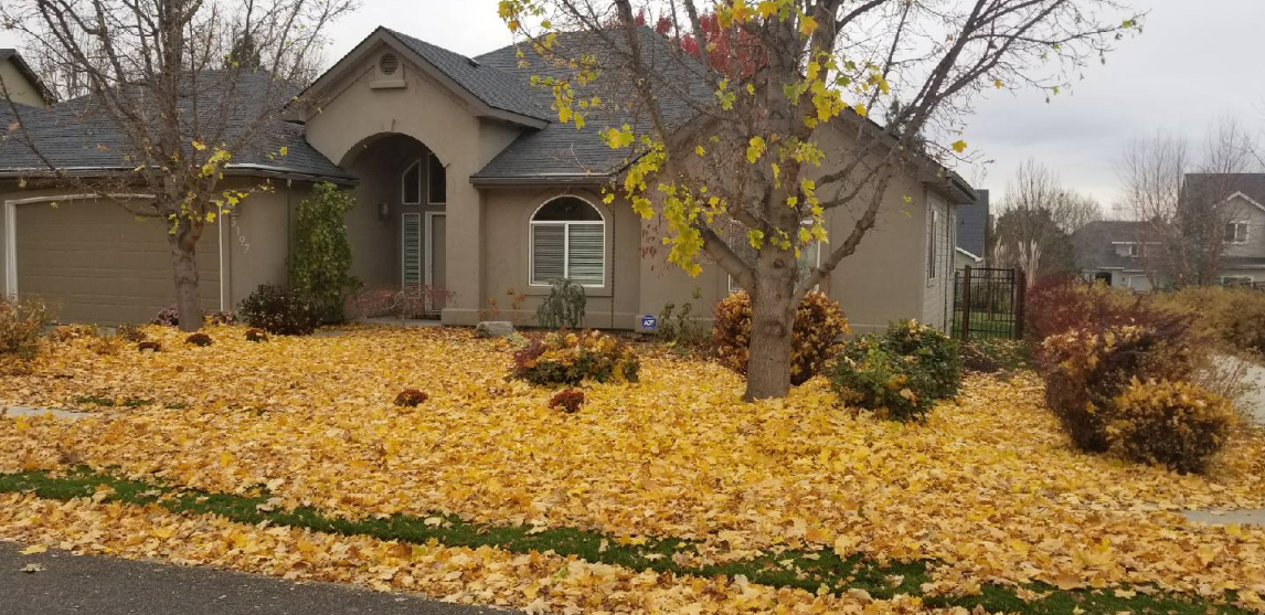 A house with a lot of leaves in front of it.
