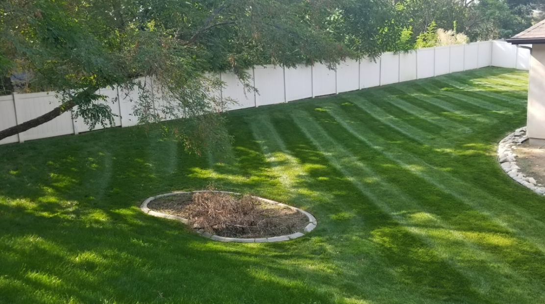 A lush green lawn with a white fence in the background.