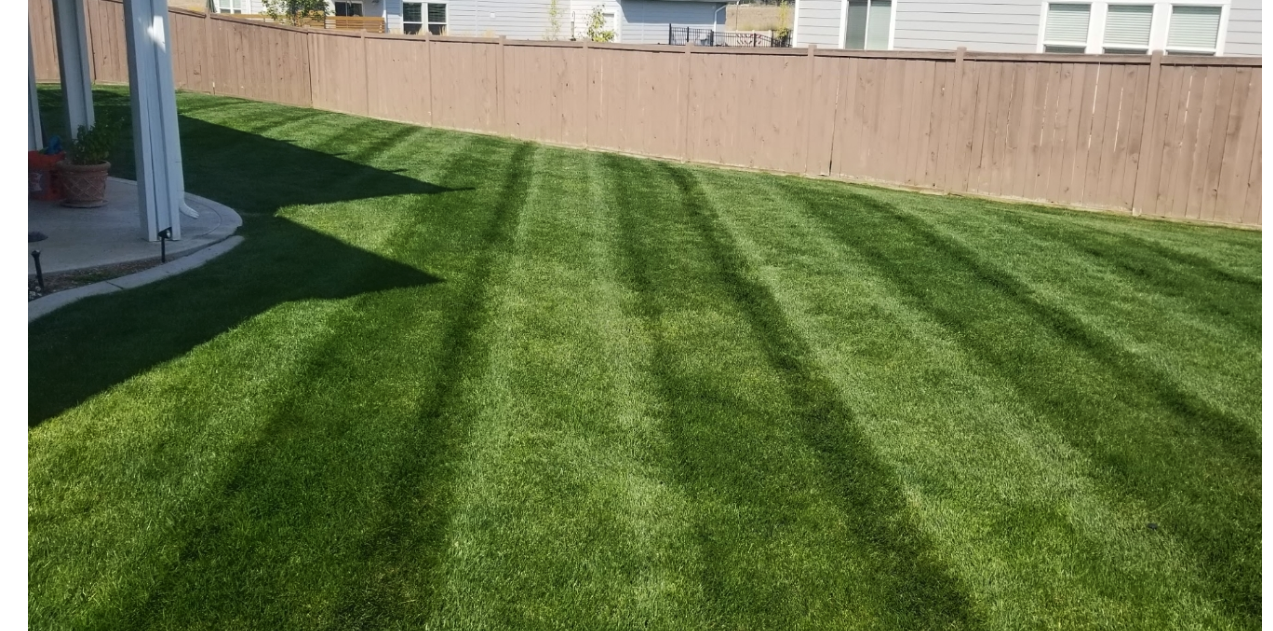 A lush green lawn with a wooden fence in the background.