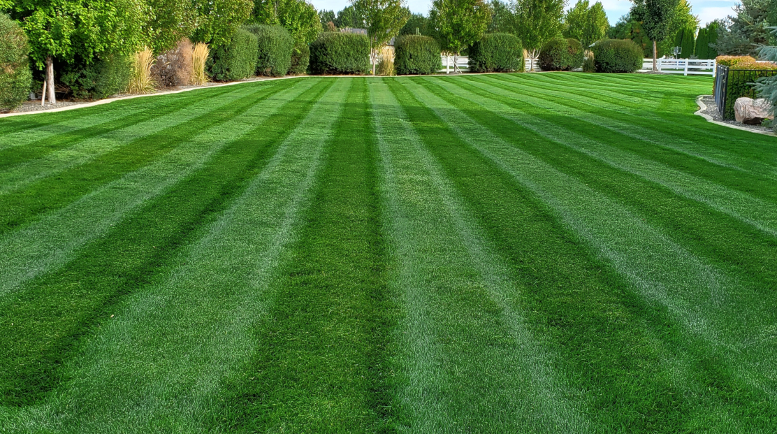 A lush green lawn with striped grass and trees in the background.