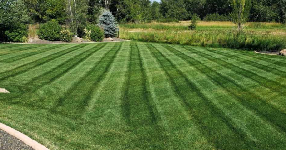 A lush green lawn with a few trees in the background.