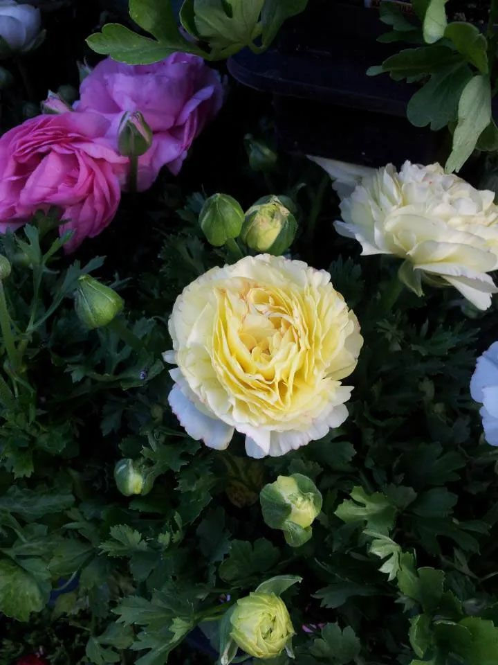 Yellow Buttercup — San Jose, CA — Central Wholesale Nursery