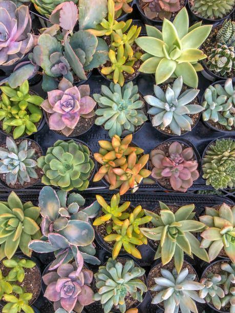 Beautiful Succulent Plants from Central Wholesale Nursery in Campbell, CA