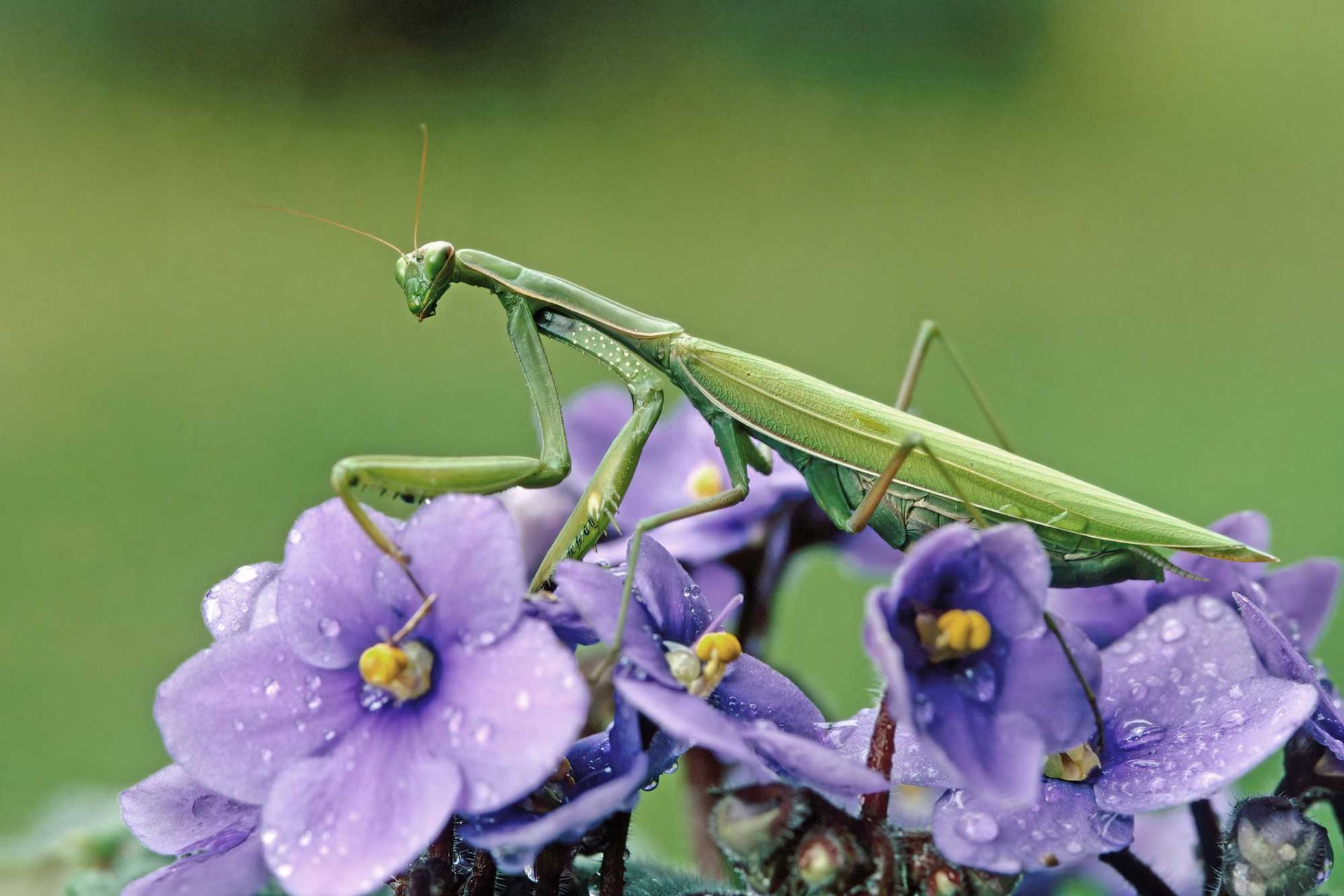 Praying Mantis — San Jose, CA — Central Wholesale Nursery