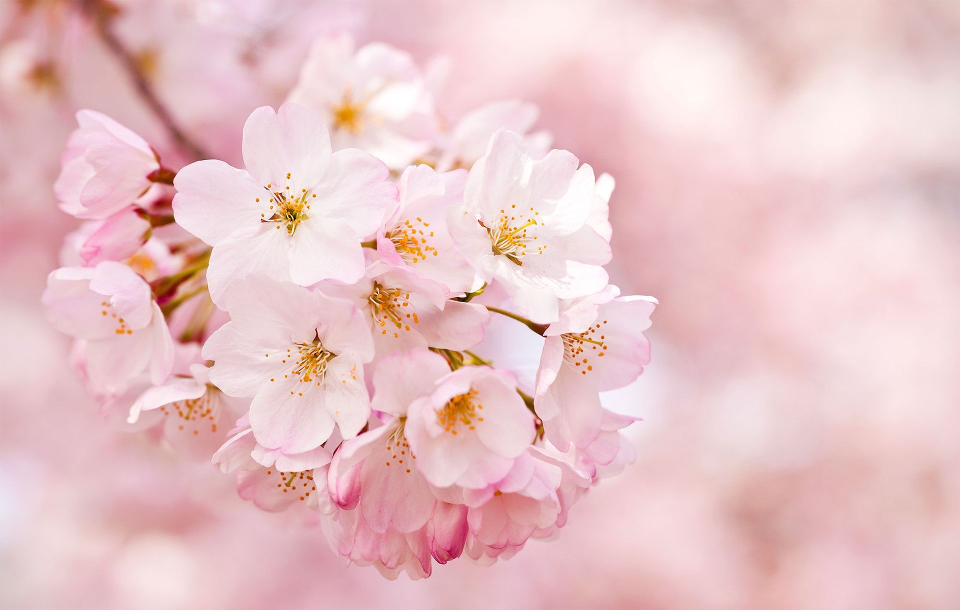 Pink and White Cherry Blossoms — San Jose, CA — Central Wholesale Nursery
