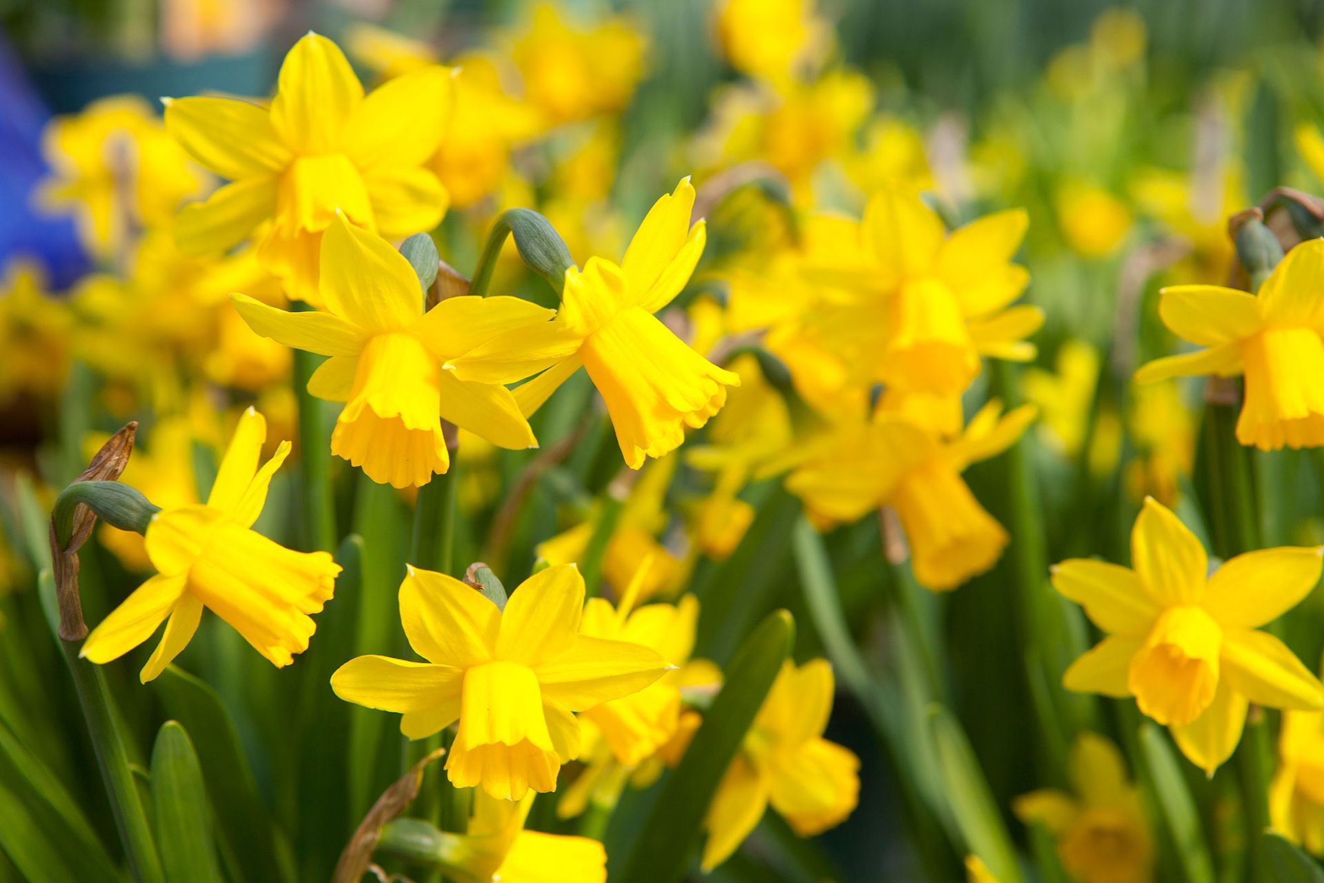 Yellow Daffodils — San Jose, CA — Central Wholesale Nursery