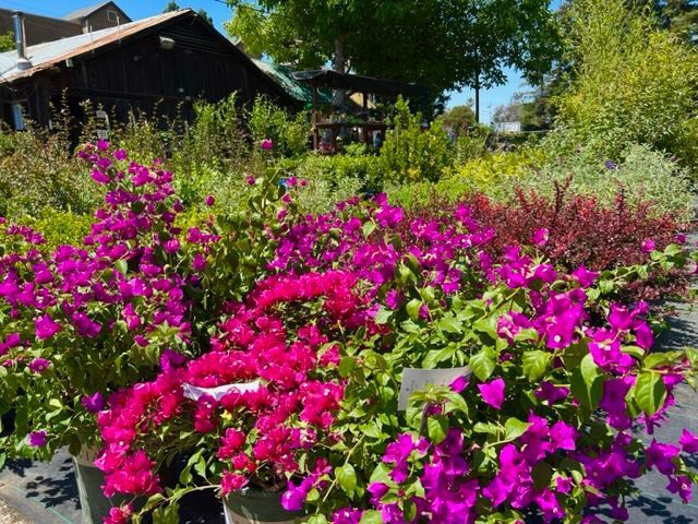 Vibrant magenta bougainvillea flowers in a garden center, with a wooden building in the background.