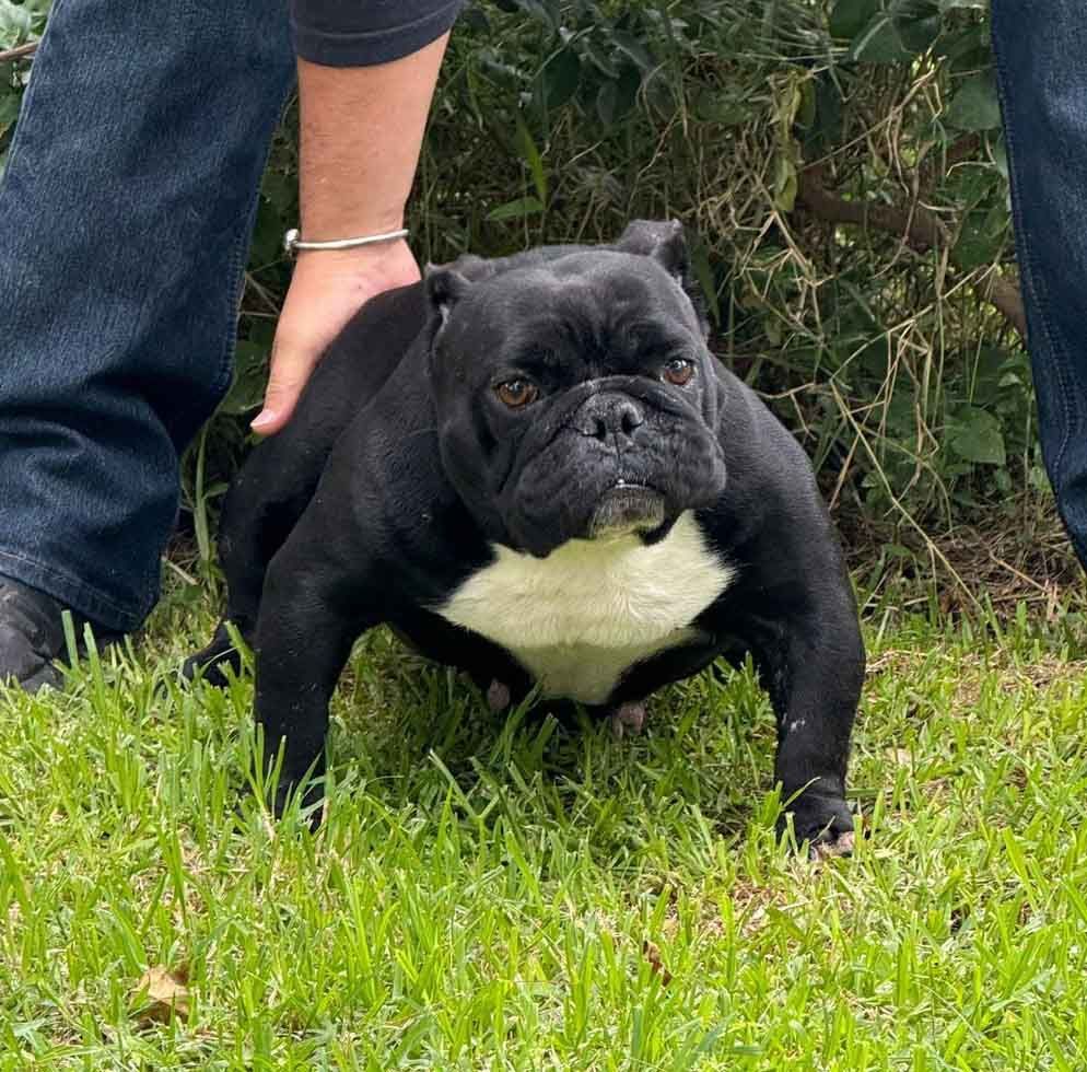 bully exotico