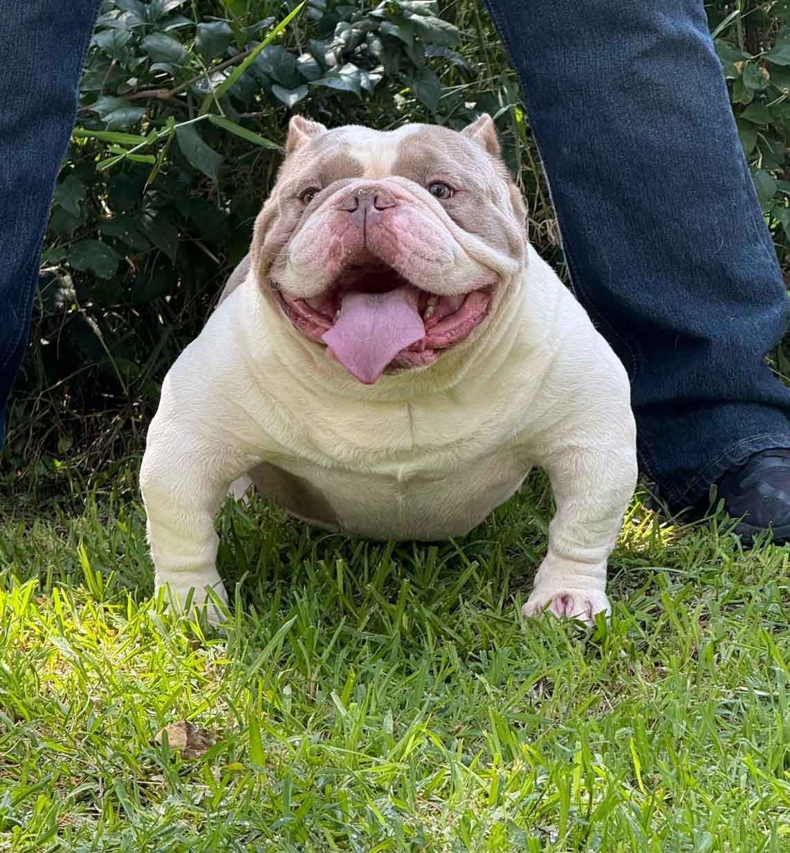 bully exotico