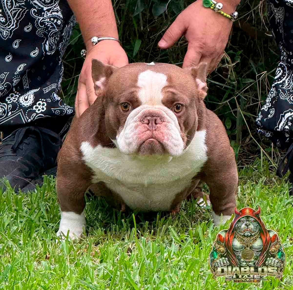 Criaderos american bully exotico