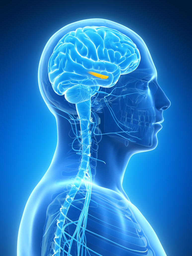 Hippocamput A computer generated image of a man 's brain and spinal cord.