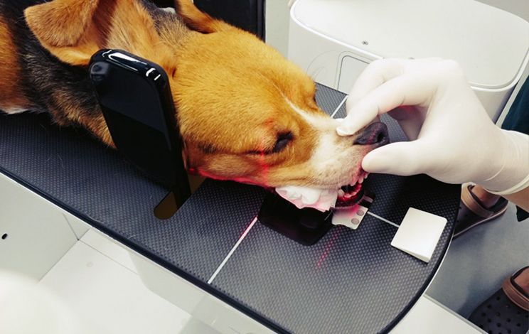 A dog is getting its teeth examined by a veterinarian