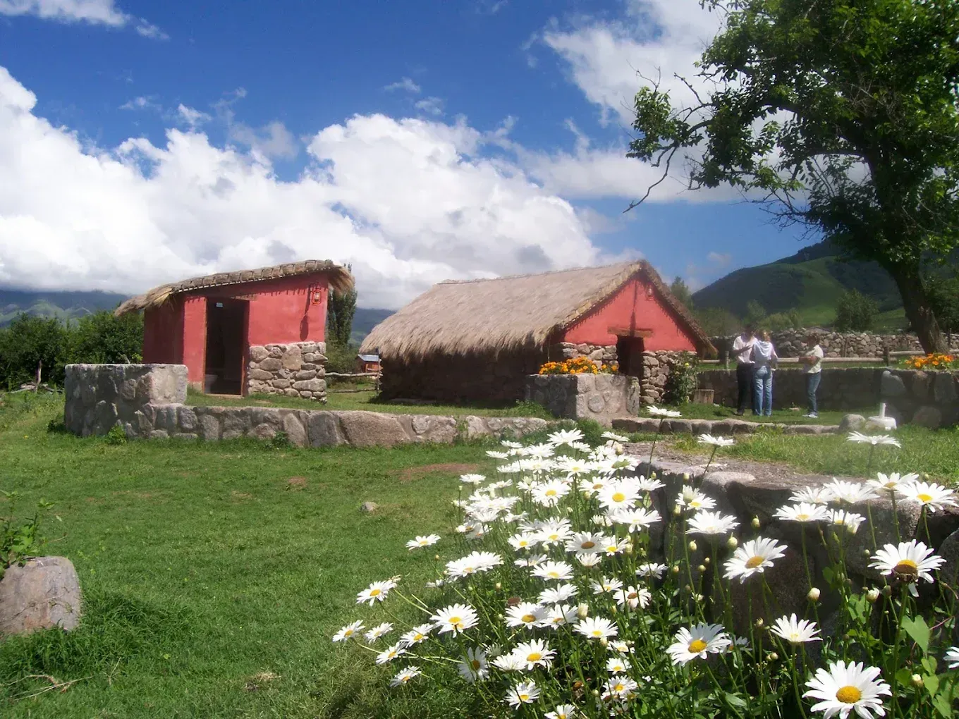 Edificios rojos con techos de paja en un campo verde, margaritas blancas en primer plano