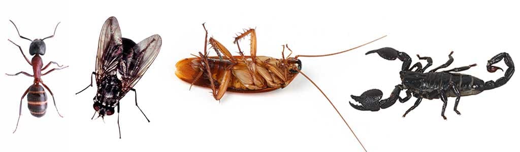 FUMIGADORA SANTA FE GUANAJUATO - Plagas