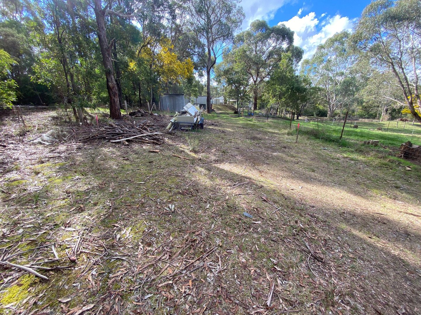 Wooded yard with scattered leaves, a dirt path, and a small tent under trees on a sunny day