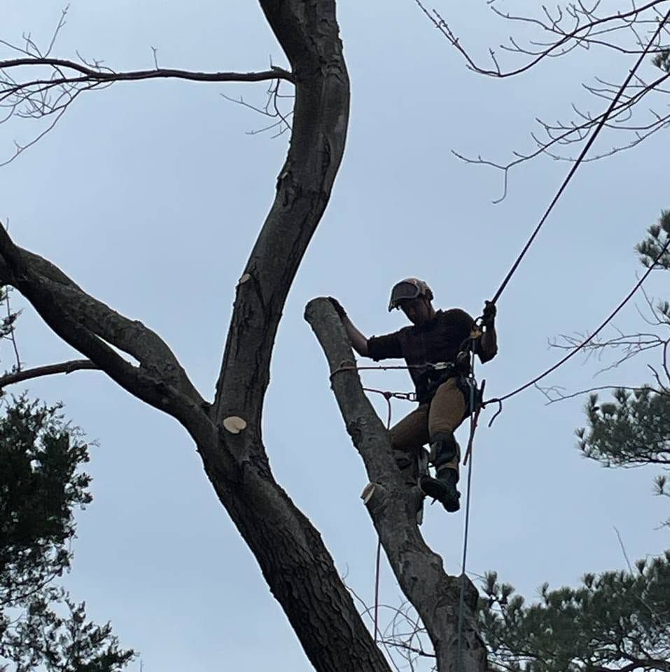 Person in a safety harness climbing a tree against a cloudy sky.