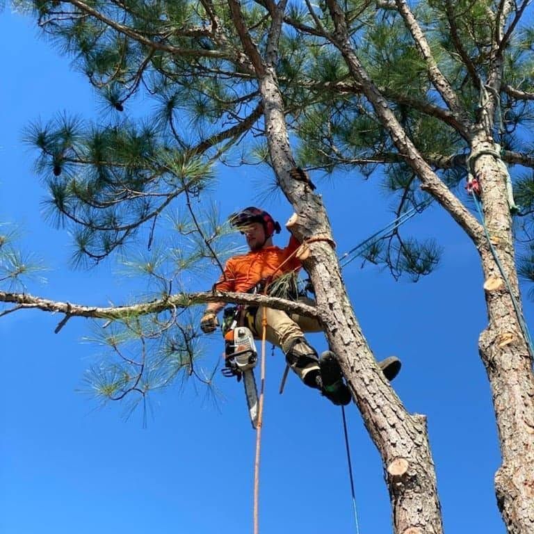 Arborist in orange gear perched in a pine tree, using a chainsaw against a bright blue sky