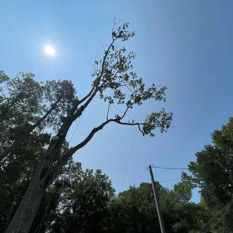 Tall tree reaching into a bright blue sky with the sun visible and power lines nearby