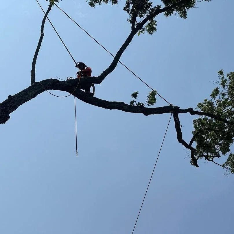 Arborist sitting on a large tree branch high above, with ropes against a clear blue sky