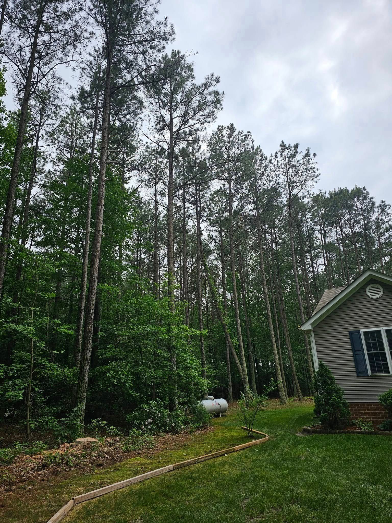 Tall pine trees behind a house with a green lawn and a cloudy sky