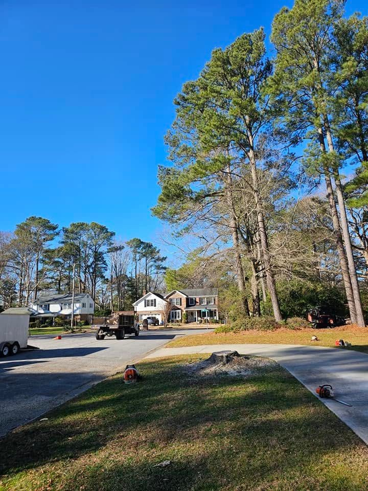 Suburban driveway and yard with tall pine trees, a house in the distance, and a clear blue sky