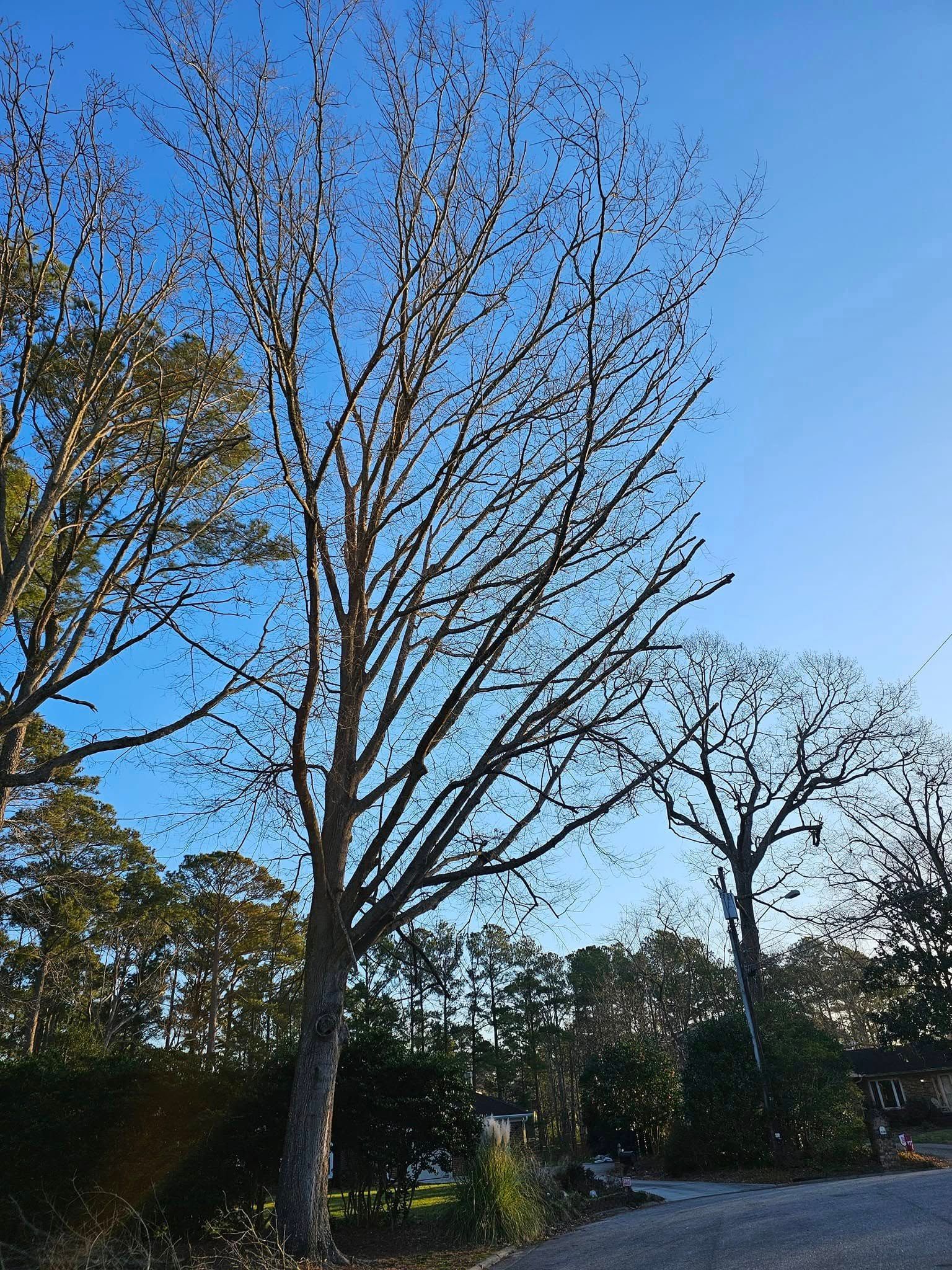 Tall leafless trees against a clear blue sky in a park or roadside area