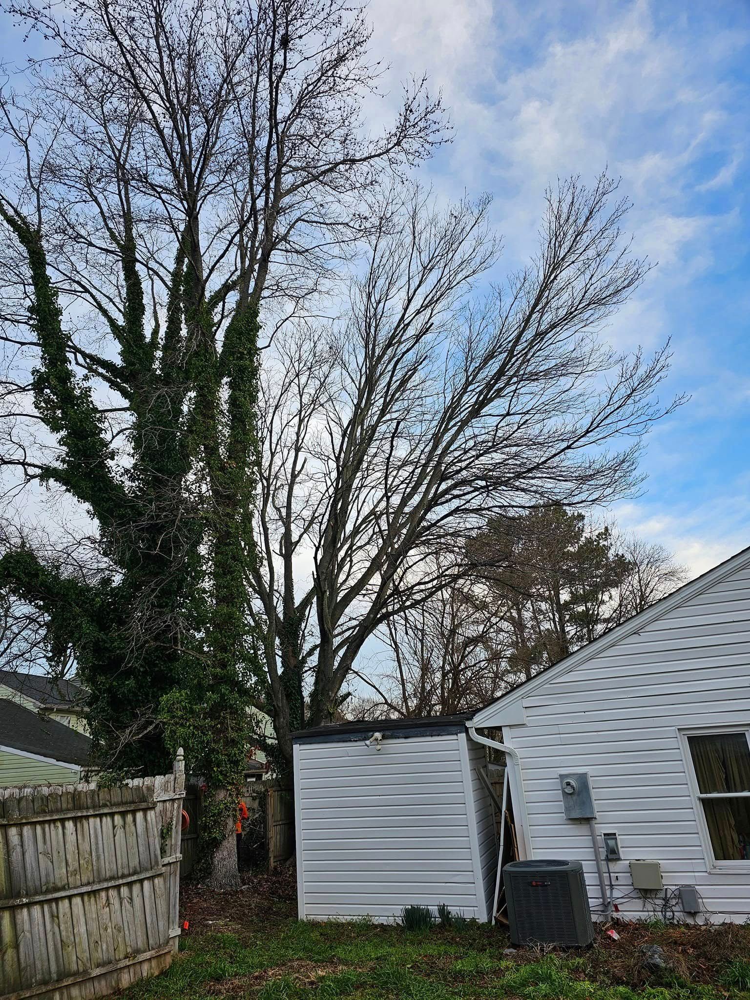Backyard with tall leafless tree, ivy-covered fence, white shed, and house under a cloudy sky