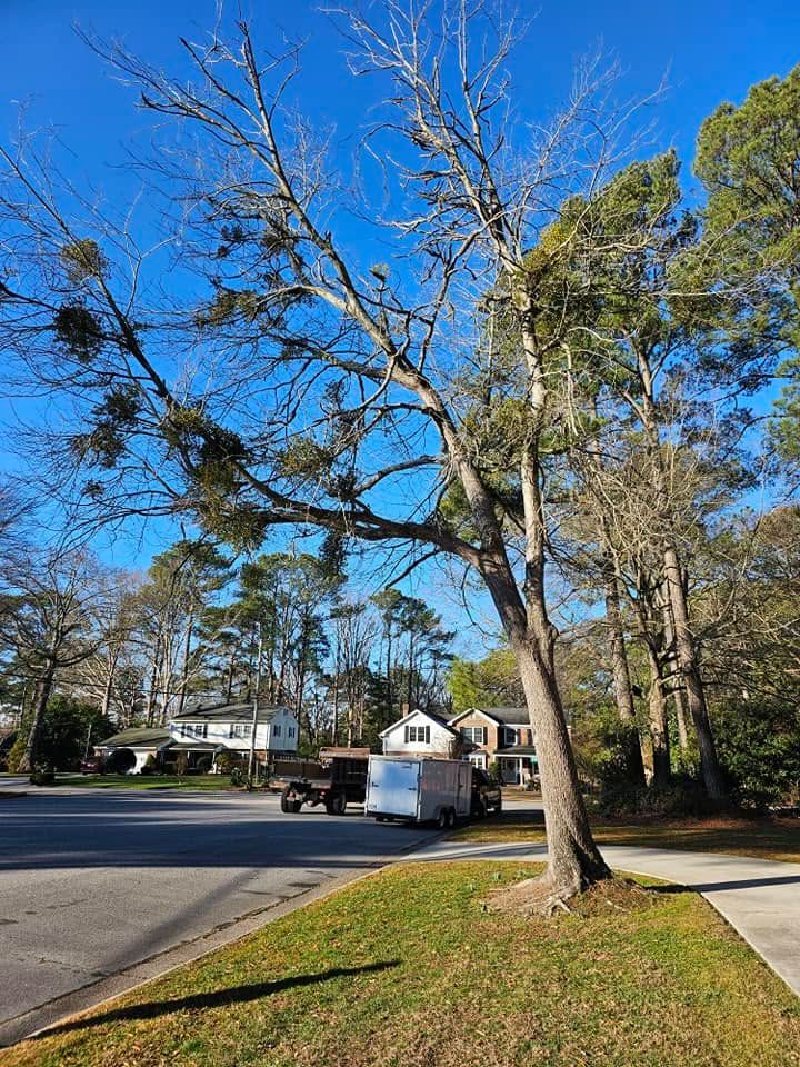 Tree by a suburban street with parked trucks, houses, and a clear blue sky