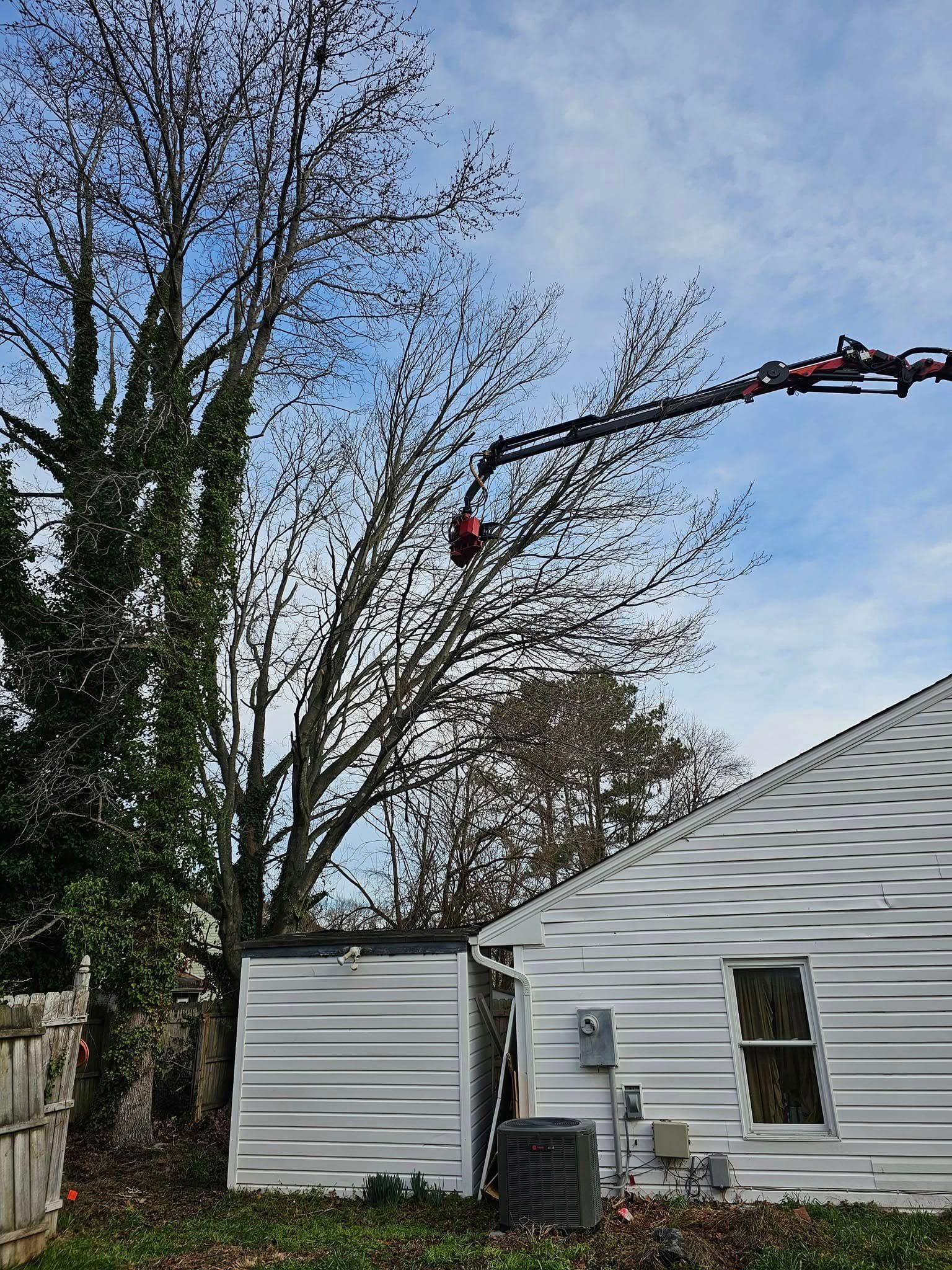 Tree-trimming crew in bucket lift pruning tall trees beside a white house and shed