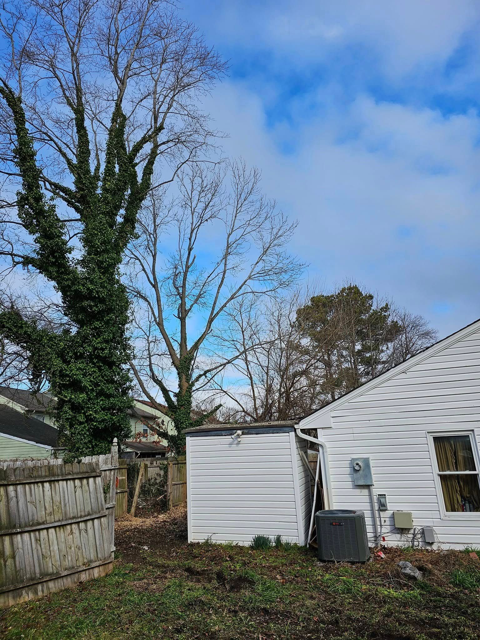 Backyard with leafless trees, ivy-covered fence, and white house and shed under a blue sky