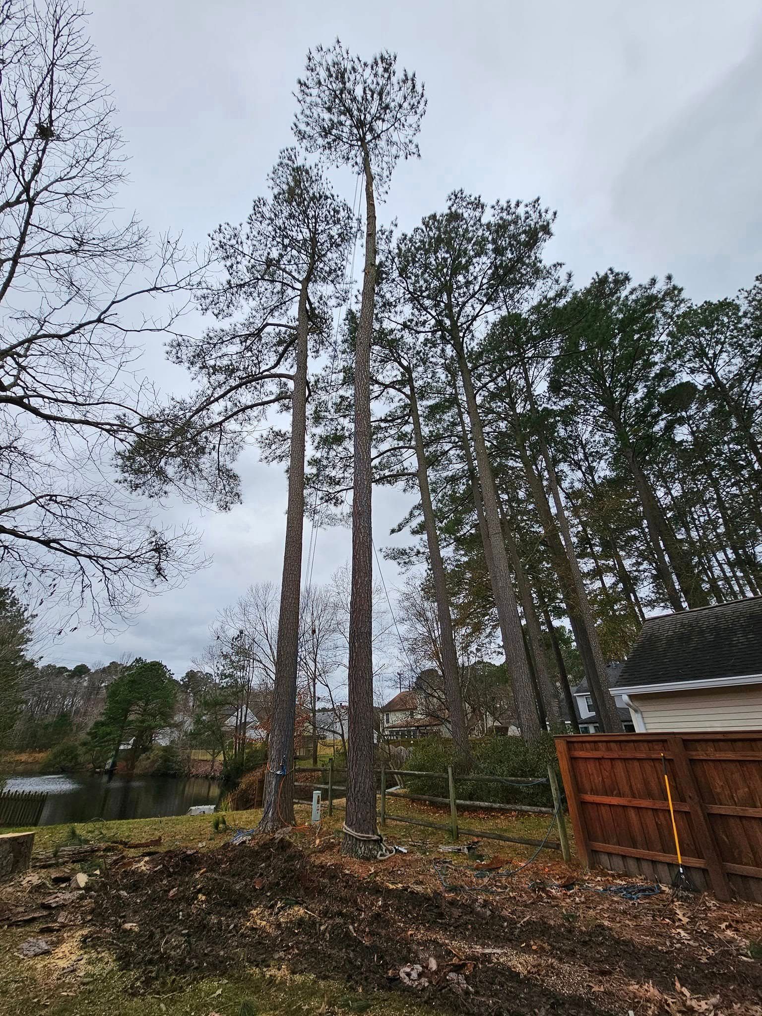 Tall pine trees in a wooded yard beside a fence and house under a gray sky