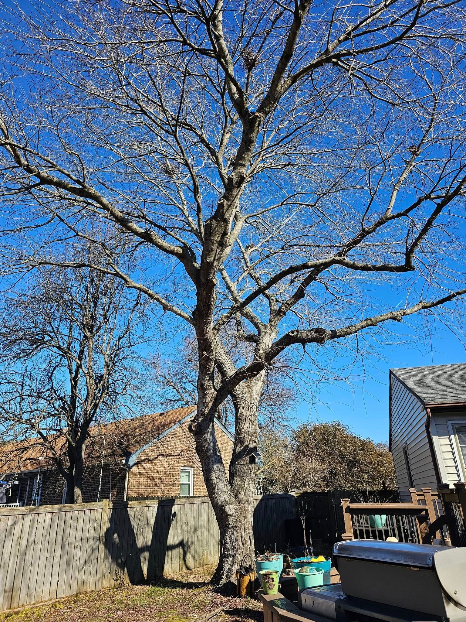 Backyard with tall leafless tree, blue sky, fence, and trash bins beside a house