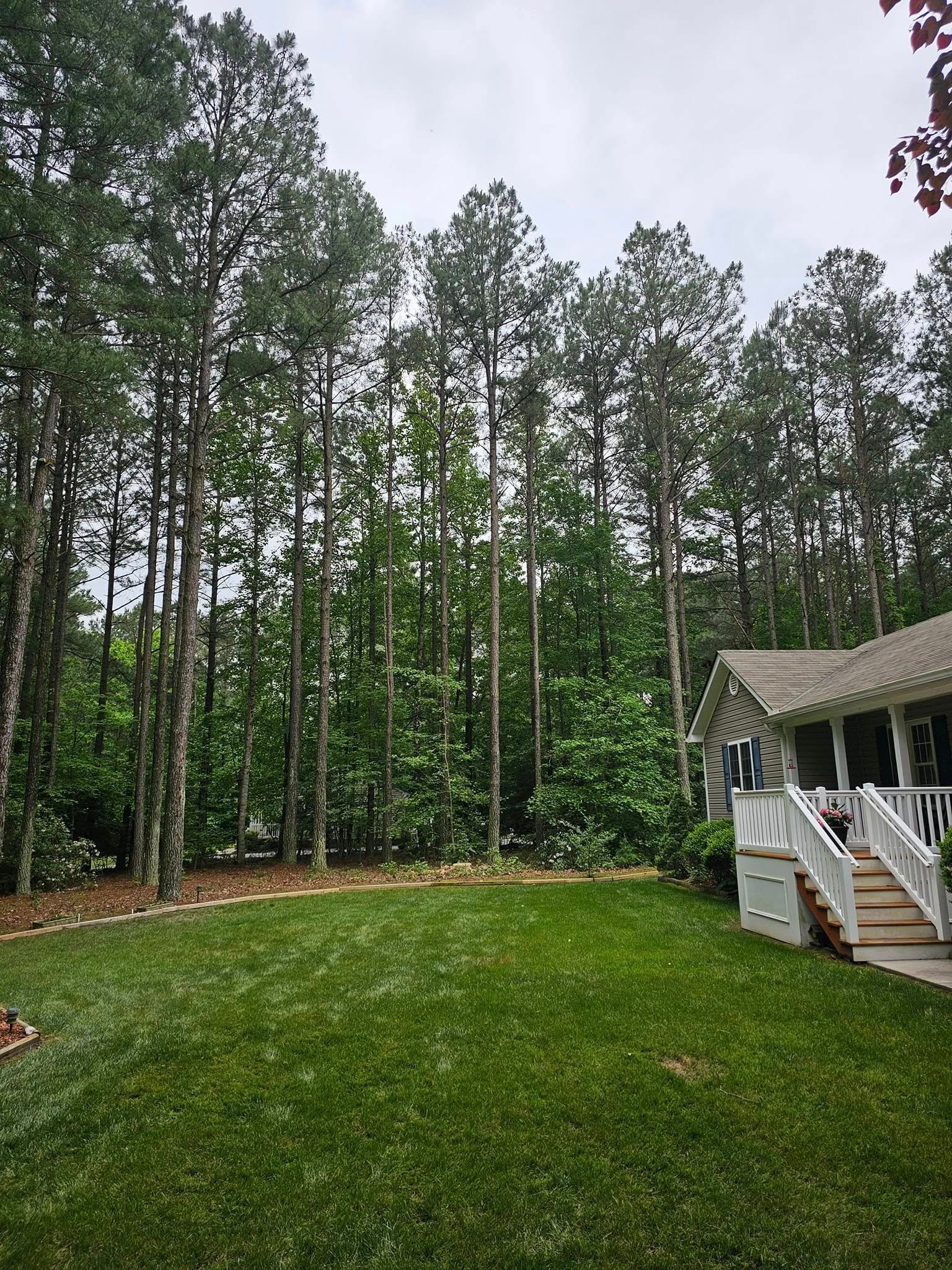 Backyard with green lawn, tall trees, and a house deck with white stairs