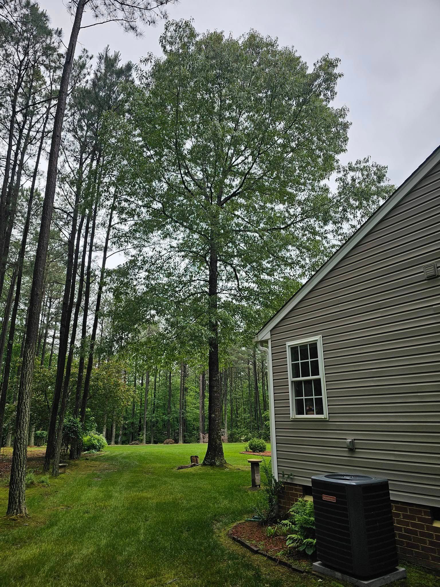 Backyard with tall trees and green lawn beside a beige house with a window and air conditioner unit