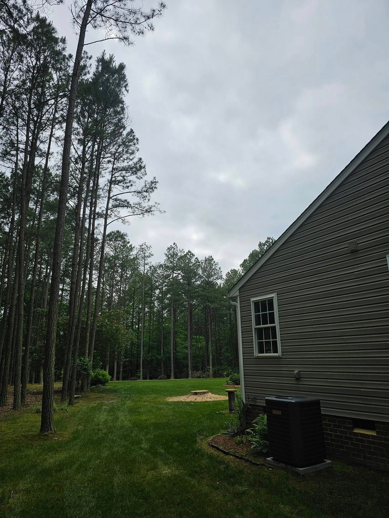 Backyard beside a gray house and tall pine trees under a cloudy sky