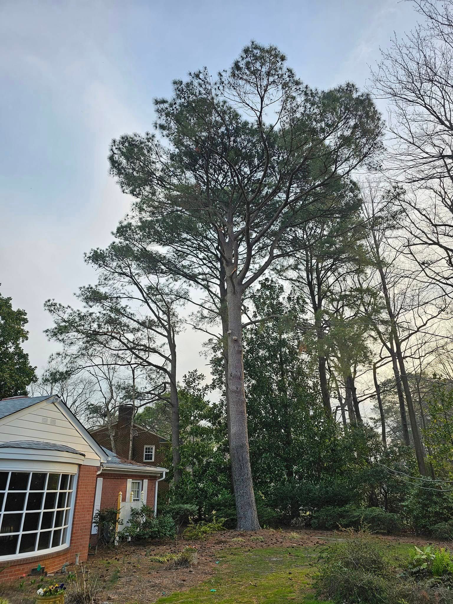 Tall pine tree beside a brick house in a wooded yard under a cloudy sky