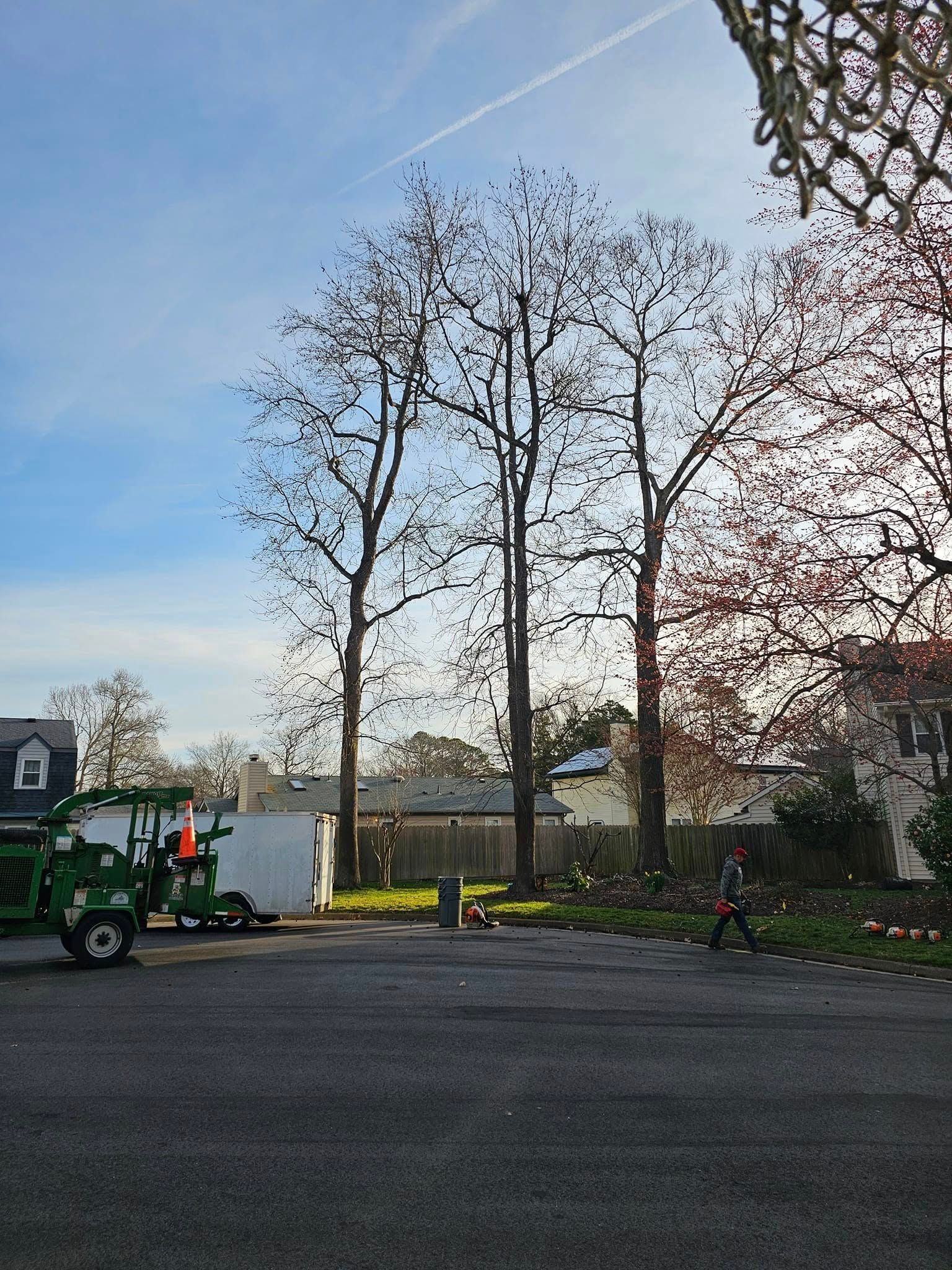 Residential street with tall leafless trees, a green utility truck, and a clear evening sky