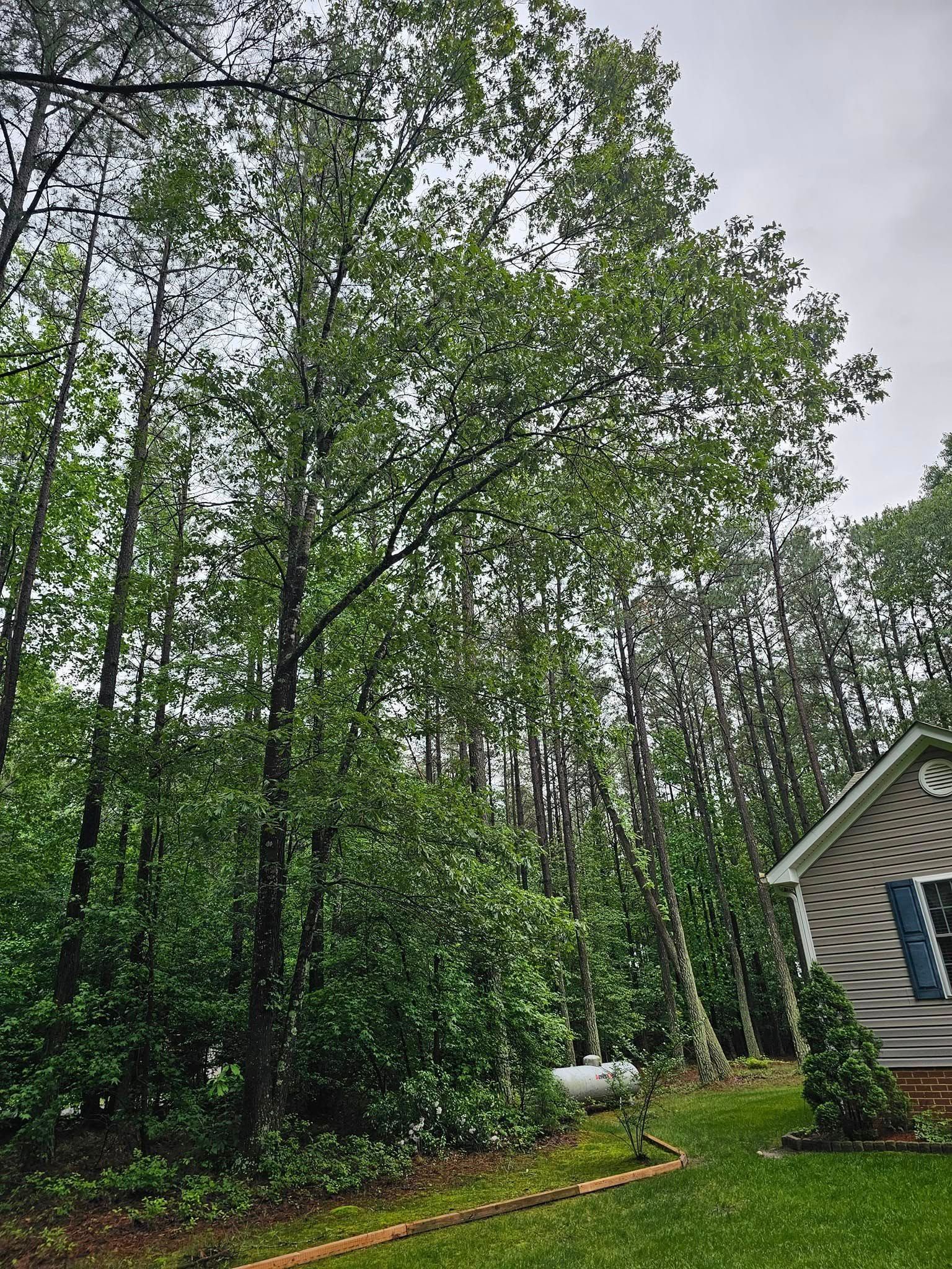 Tall trees in a wooded backyard beside a house under an overcast sky