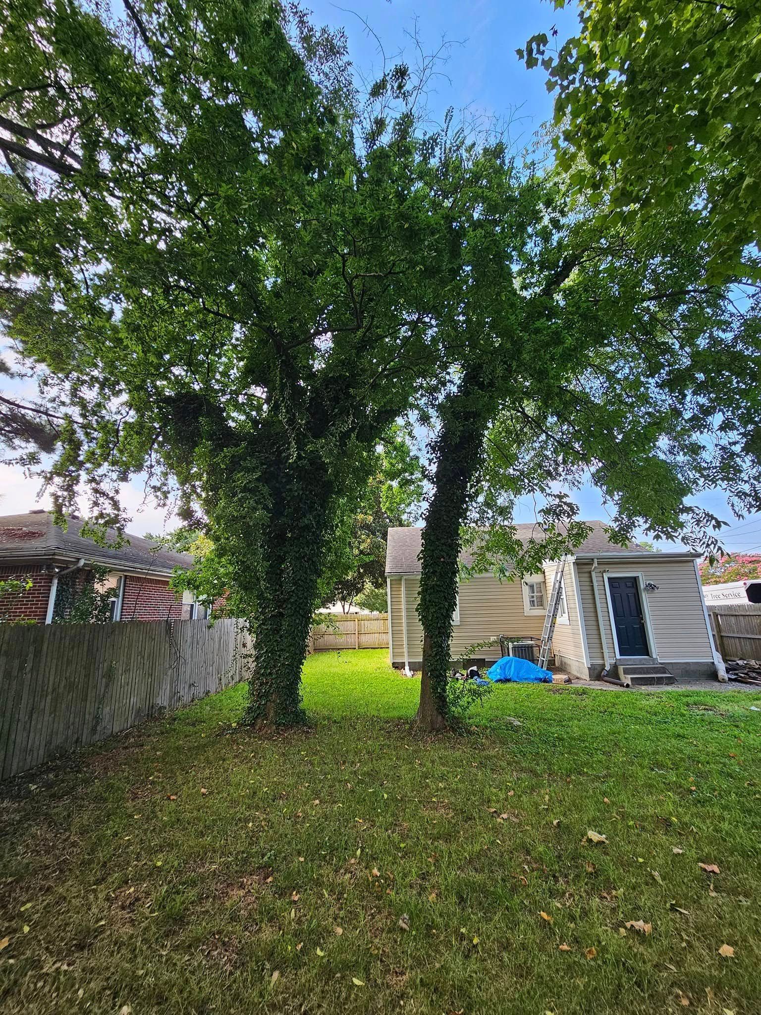 Two large leafy trees in a grassy backyard, with a small white shed and house in the background