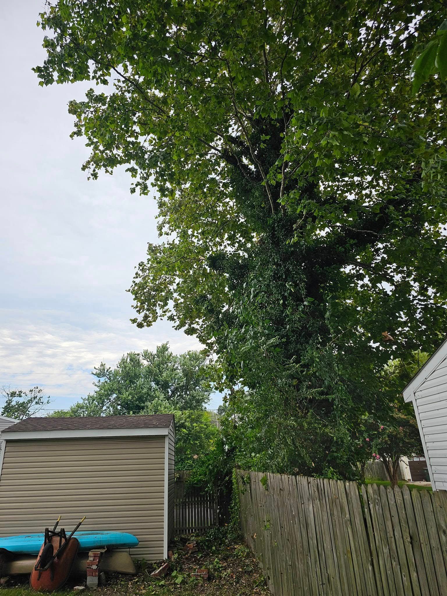 Backyard with tall leafy tree, shed, fence, and a lawn mower in the foreground
