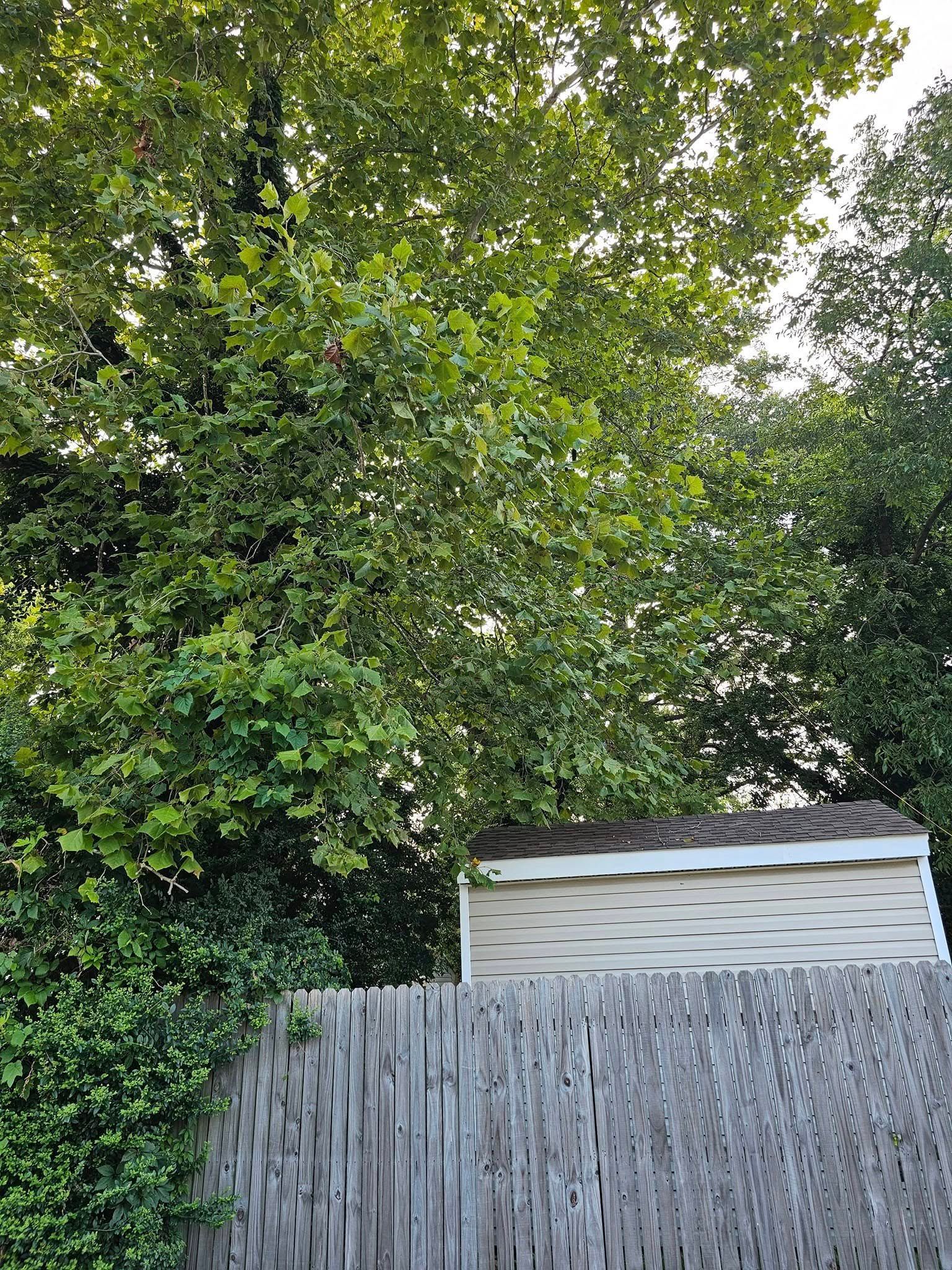Dense green trees behind a weathered wooden fence and a small white shed.