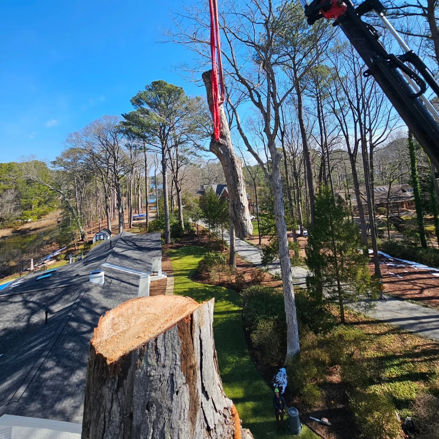 Crane trimming a tall tree beside a road in a wooded neighborhood under a blue sky