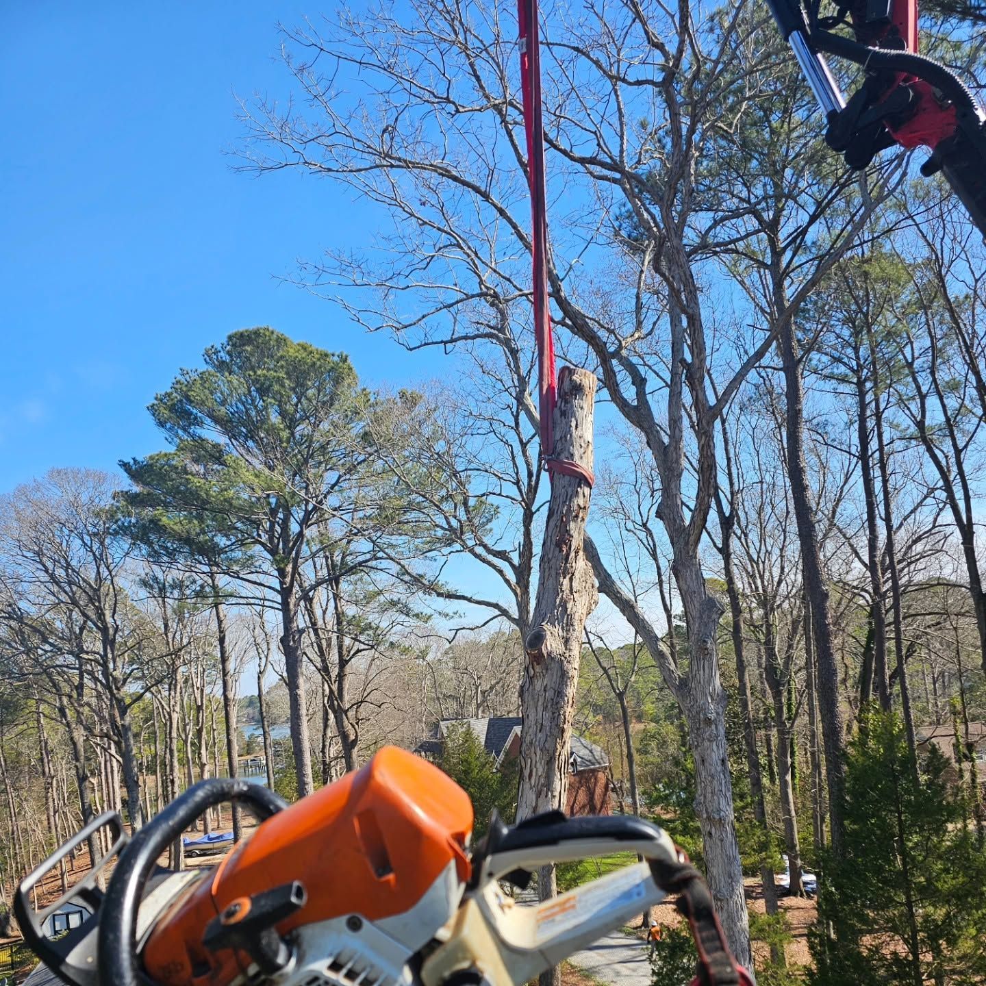 Chainsaw worker trimming a tall tree, with orange saw and red rope against a blue sky.