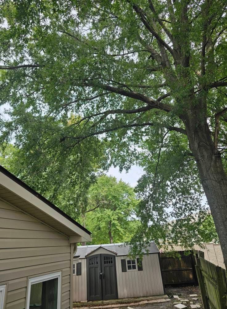 Backyard with large leafy trees, a shed, and the side of a house under a cloudy sky