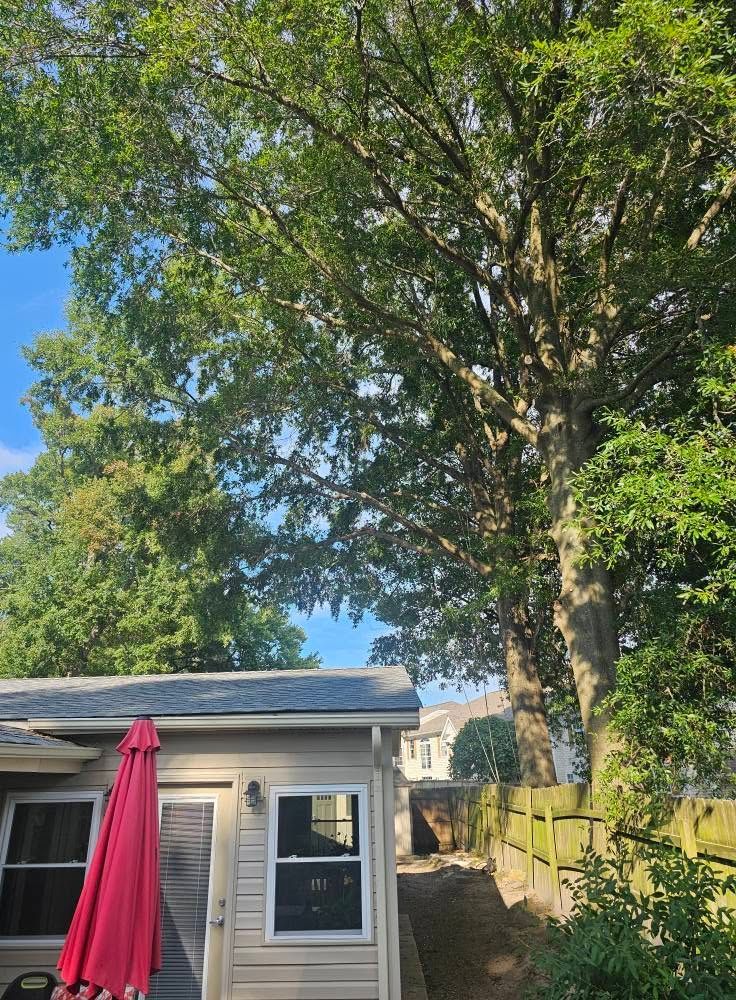 Backyard with a large tree, gray shed, red patio umbrella, and blue sky