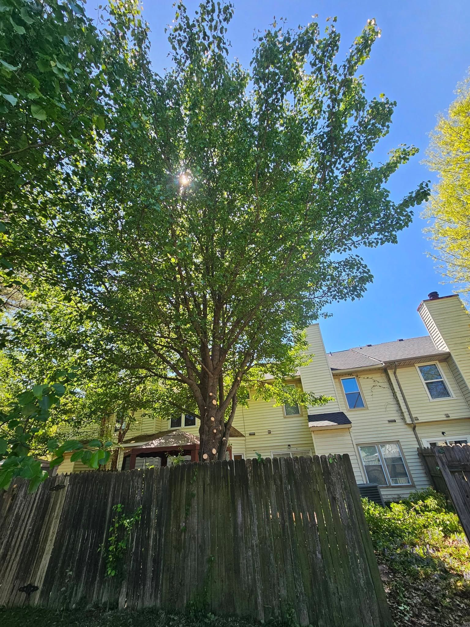 Tall leafy tree beside a wooden fence and house under a bright blue sky