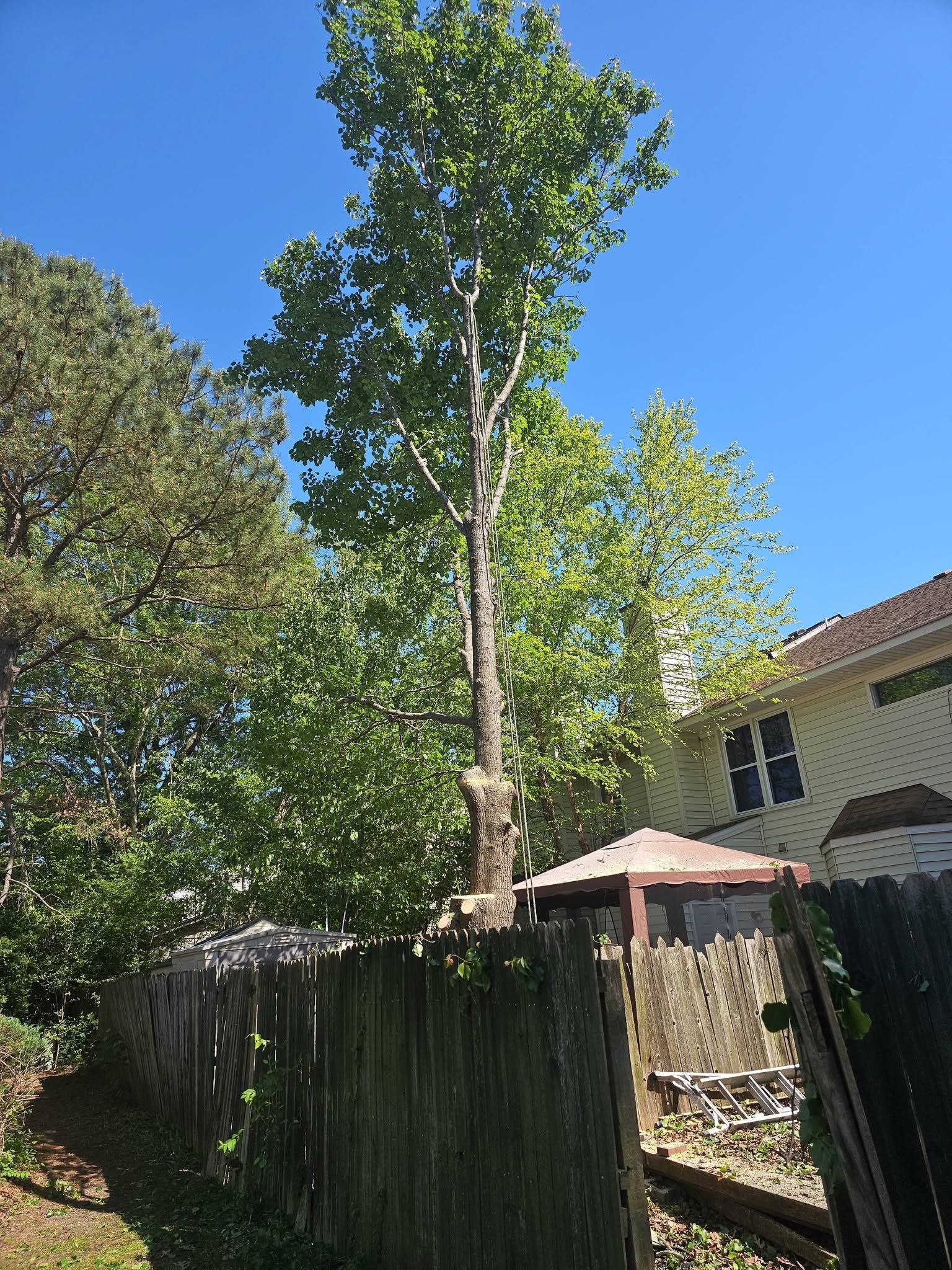 Tall tree behind a wooden fence in a sunny backyard under a clear blue sky