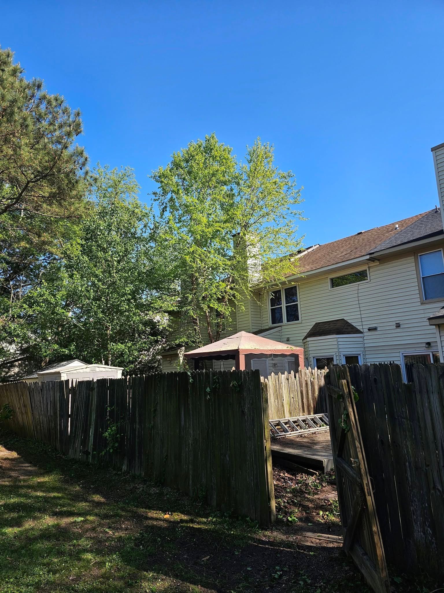 Backyard with trees, black fence, patio umbrellas, and a white house under a blue sky