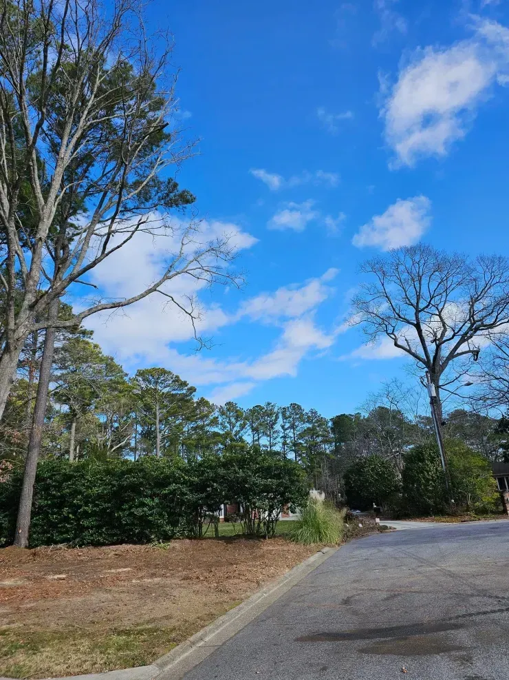 Curving paved road beside trees under a bright blue sky with scattered clouds