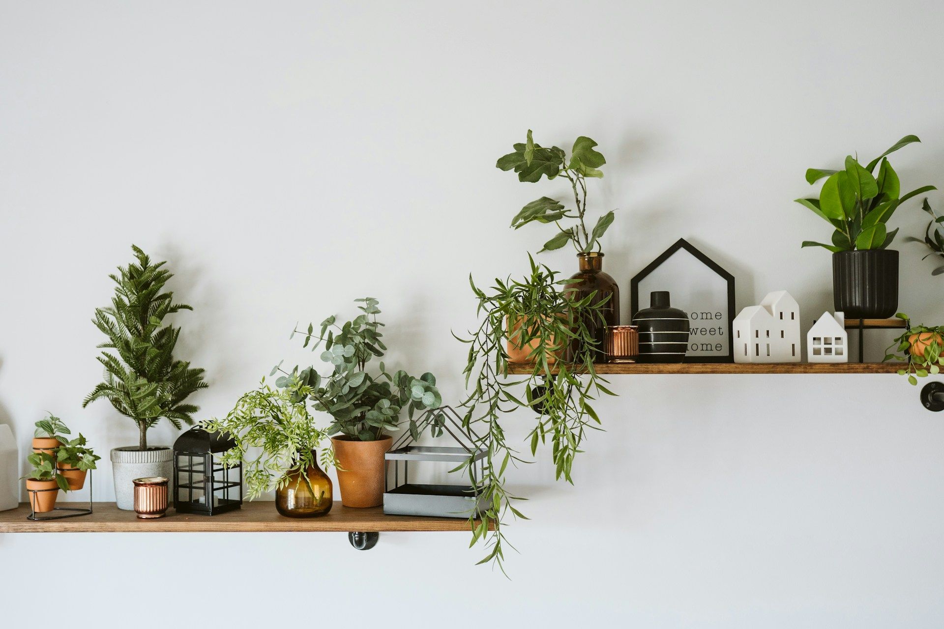 indoor plants